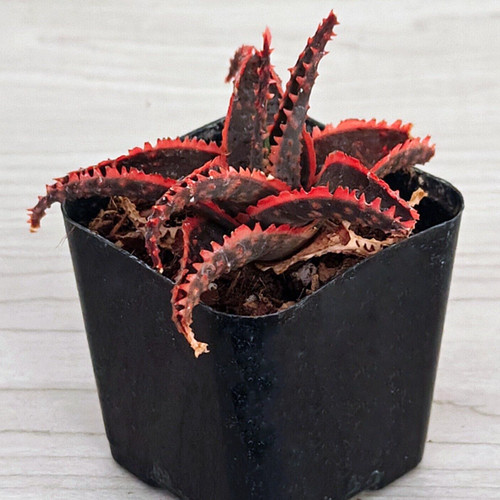 Succulent live plant aloe - succulent,
