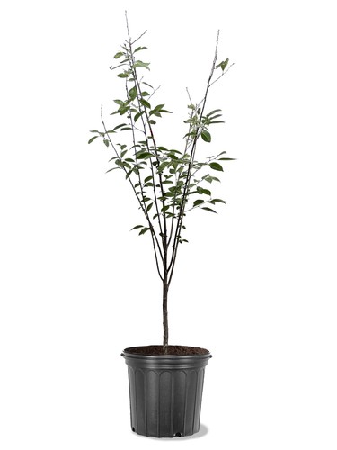 American plant exchange - plant, cherry